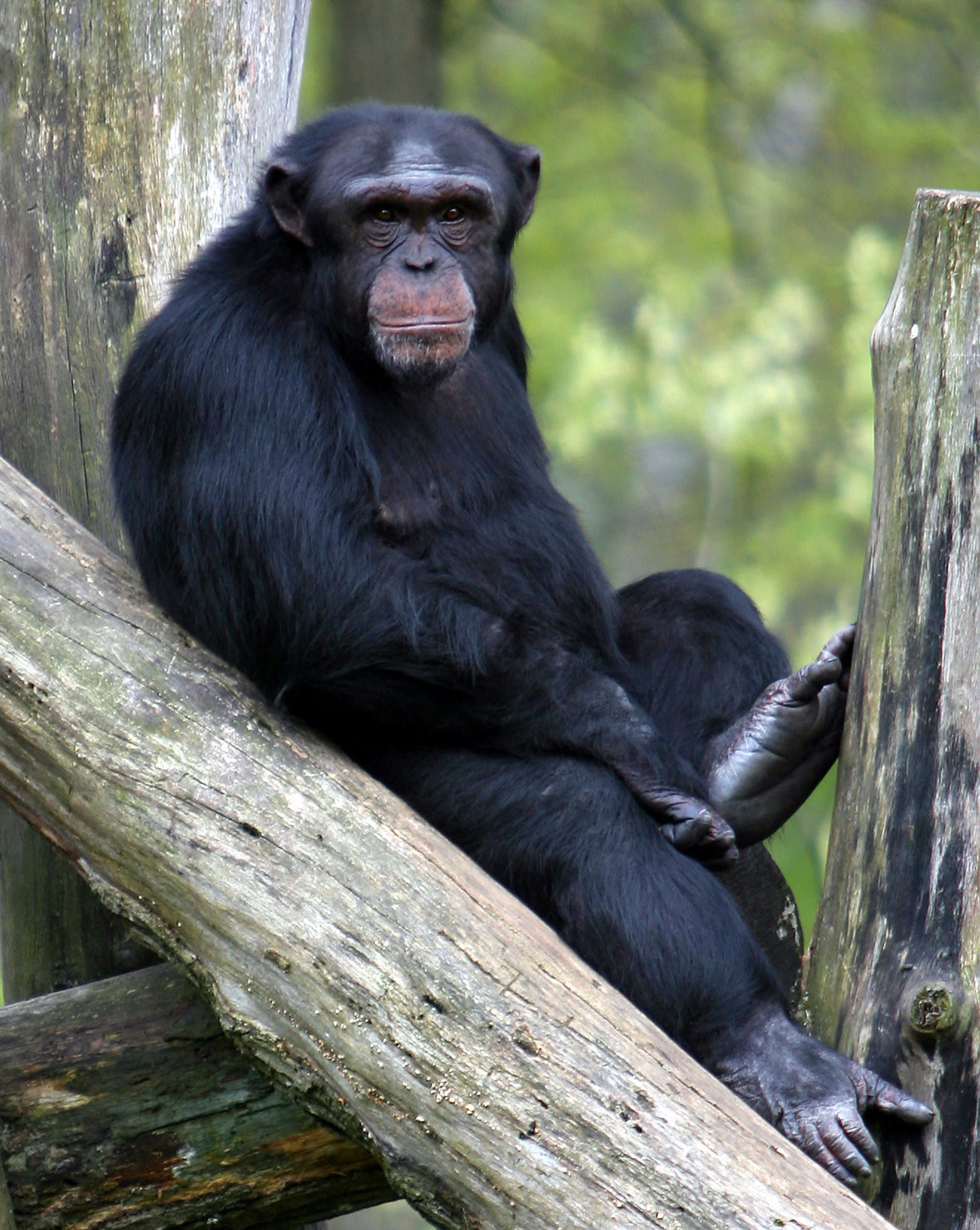 Foto van een chimpansee
