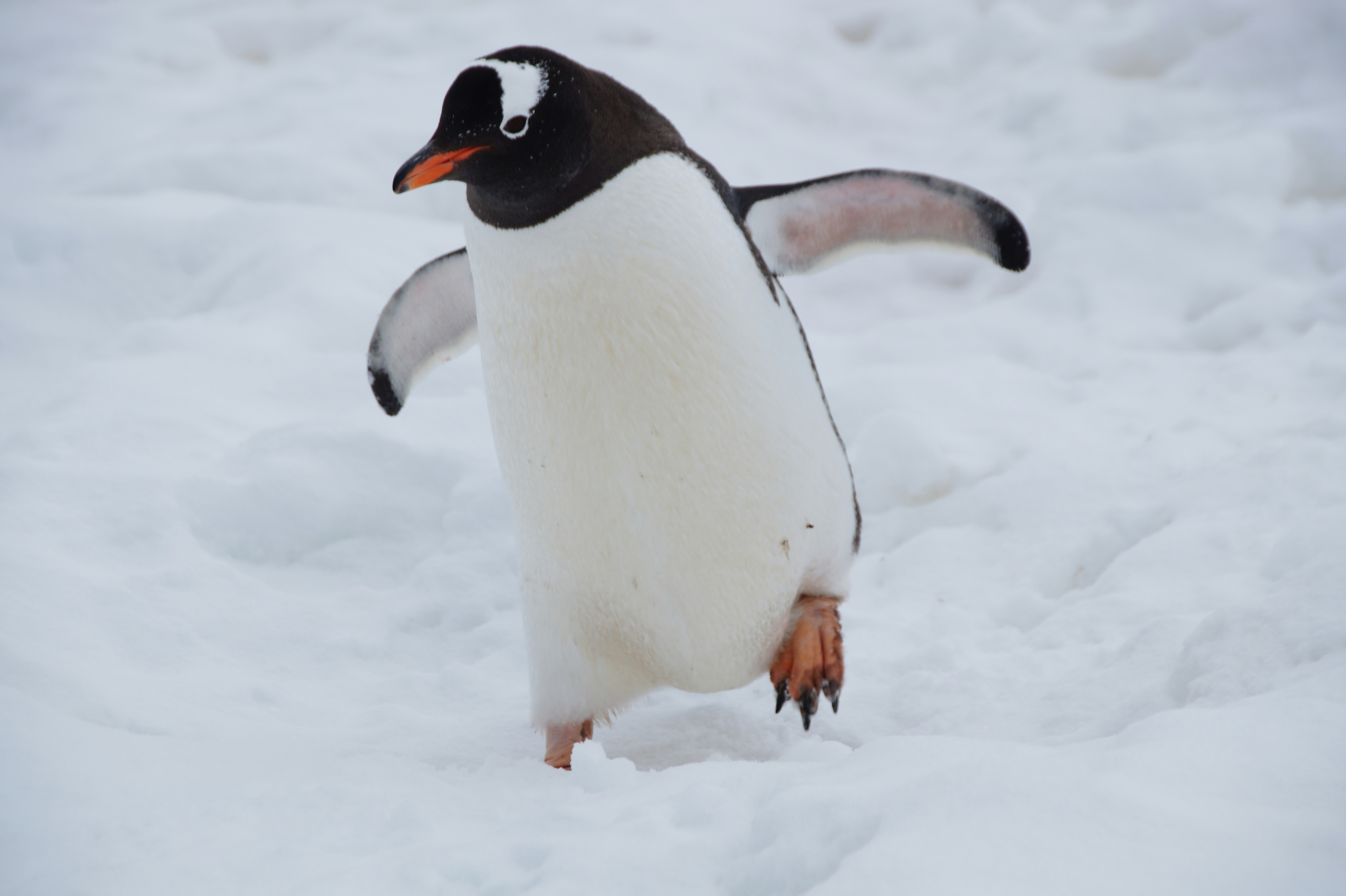 Foto van een pinguïn