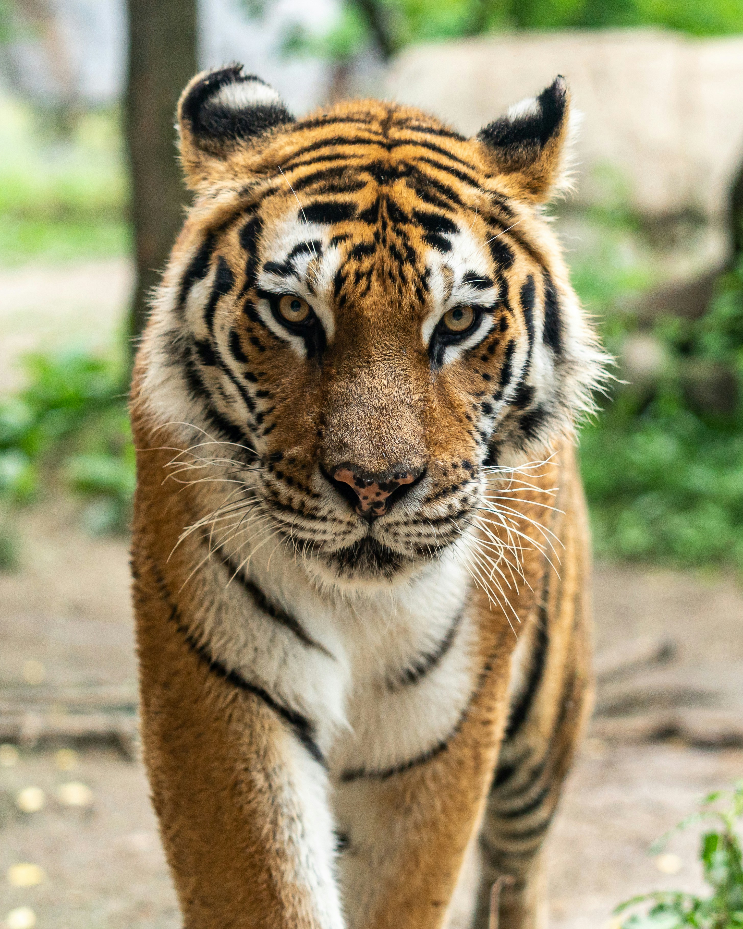 Foto van een tijger